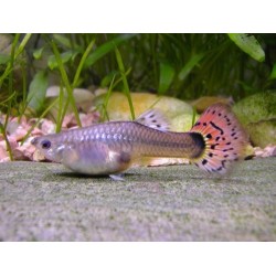 Guppy hembra Leopardo