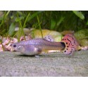 Guppy hembra Leopardo