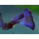 Guppy Azul Moscow