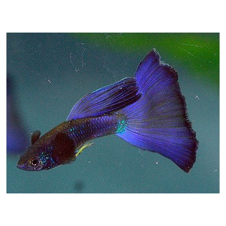 Guppy Azul Moscow
