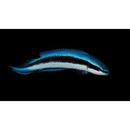 Pseudochromis fridmani hibrido indigo