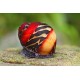 Neritina waigiensis. Caracol Picasso rojo