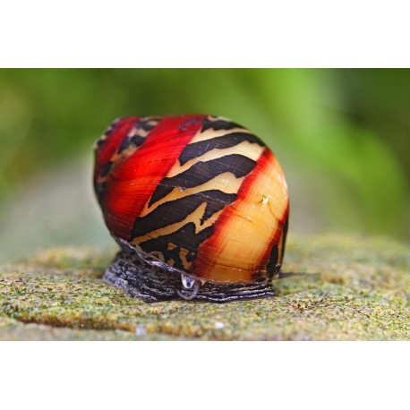 Neritina waigiensis. Caracol Picasso rojo