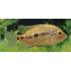 Astatheros macracanthus