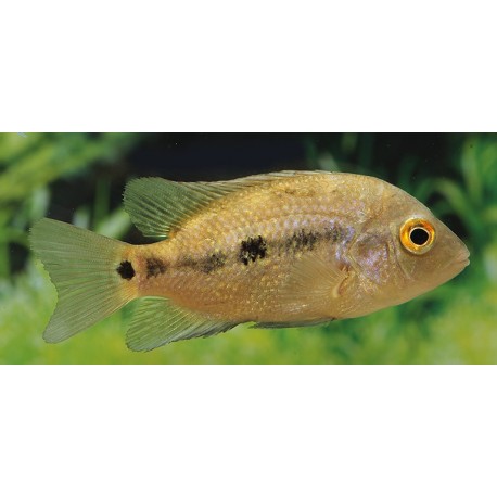 Astatheros macracanthus