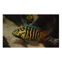 Australoheros sp. Red Ceibal
