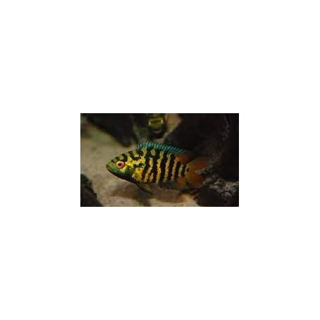 Australoheros sp. Red Ceibal