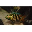 Australoheros sp. Red Ceibal