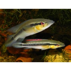 Crenicichla proteus Rio Nanay