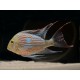 Geophagus sveni rio parana