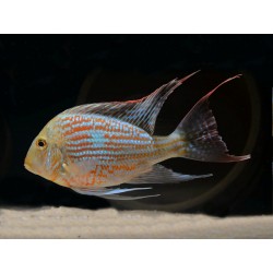 Geophagus sveni rio parana