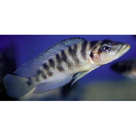 Altolamprologus fasciatus