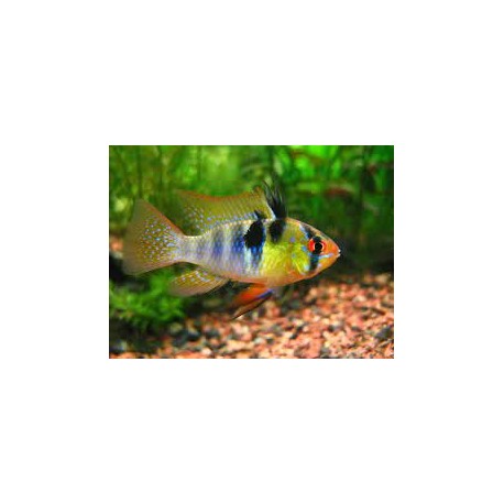 Microgeophagus Ramirezi