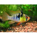 Microgeophagus Ramirezi