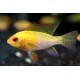 Microgeophagus Ramirezi Gold