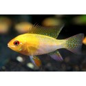 Microgeophagus Ramirezi Gold