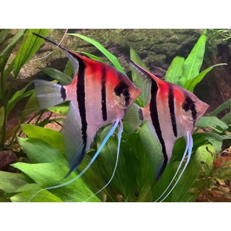Pterophyllum sp. Escalar Manacapuru Super red