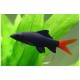 Epalzeorhynchos Labeo bicolor