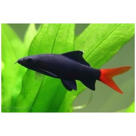 Epalzeorhynchos Labeo bicolor