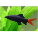 Epalzeorhynchos Labeo bicolor