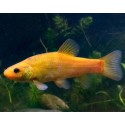 Tinca tinca gold