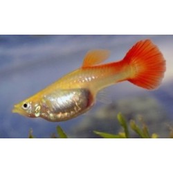 Poecilia reticulata. Guppy full red AA