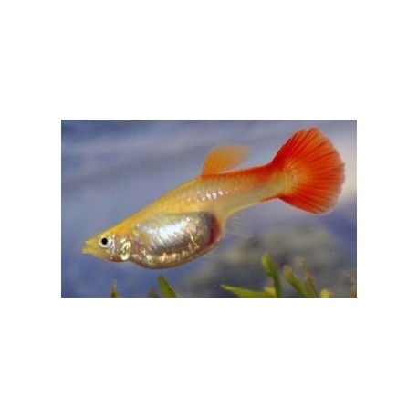 Poecilia reticulata. Guppy full red AA