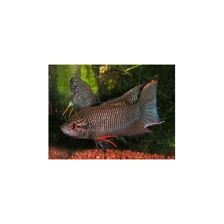 Macropodus concolor spechti. Pez paraiso negro