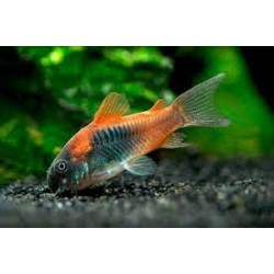 Corydora Aeneus Orange Venezuela