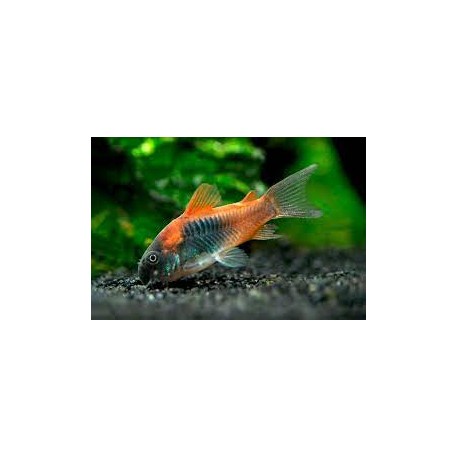 Corydora Aeneus Orange Venezuela