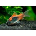 Corydora Aeneus Orange Venezuela