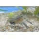 Procambarus troglodytes azul