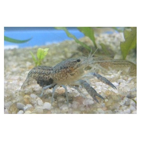 Procambarus troglodytes azul