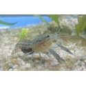 Procambarus troglodytes azul