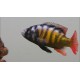 Haplochromis migori