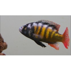 Haplochromis migori