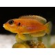 Lamprologus ocellatus orange gold
