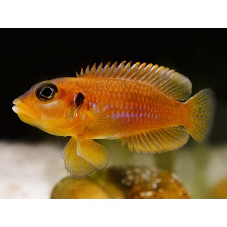 Lamprologus ocellatus orange gold