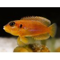 Lamprologus ocellatus orange gold