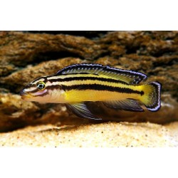 Julidochromis regani Kachese Zambia