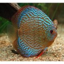 Symphysodon a. Disco Haraldi royal blue