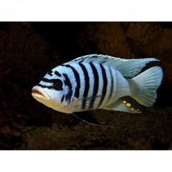 Metriaclima zebra chilumba maison reef