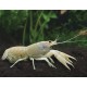Charax pauciradiatus. Langosta Blancanieves