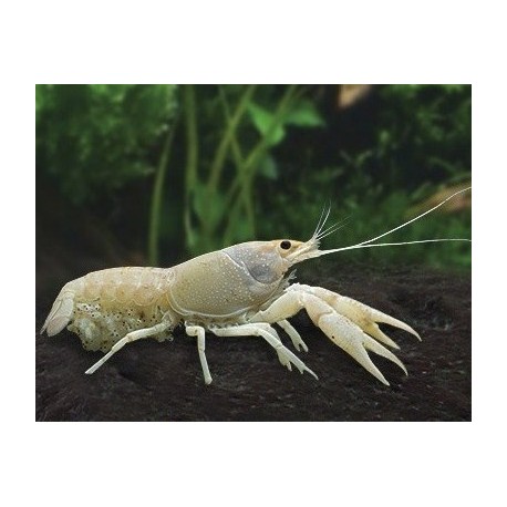 Charax pauciradiatus. Langosta Blancanieves