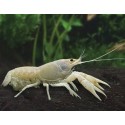 Charax pauciradiatus. Langosta Blancanieves