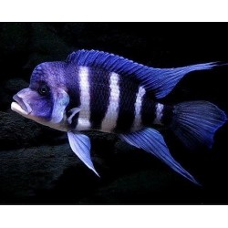 Cyphotilapia frontosa Burundi