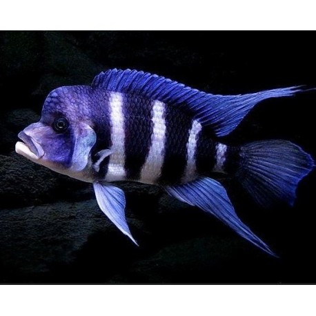 Cyphotilapia frontosa Burundi