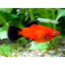 Xiphophorus maculatus. Platy Rojo wagtail