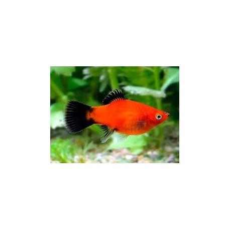 Xiphophorus maculatus. Platy Sp. Surtido