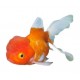 Carassius Auratus. Oranda Thai rojo y blanco